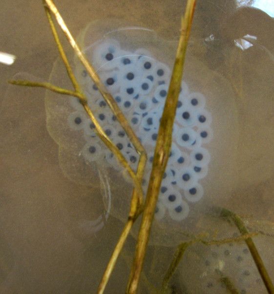 Spotted salamanders can also lay clear egg masses that look similar to Jefferson salamander egg masses. Credit: Betsy Leppo